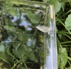 Pseudozizeeria maha
