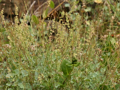 Rumex scutatus
