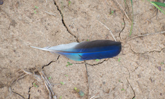 Coracias benghalensis