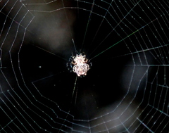 Araneus tetraspinulus