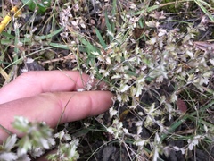 Euphrasia wettsteinii