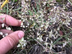 Euphrasia wettsteinii