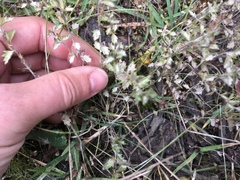 Euphrasia wettsteinii