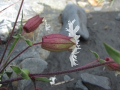 Silene lacera