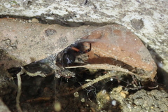 Steatoda cingulata
