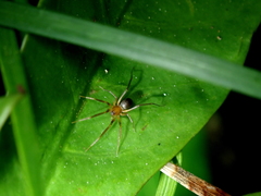 Phrurolithidae