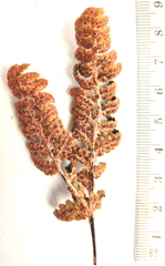 Cheilanthes induta