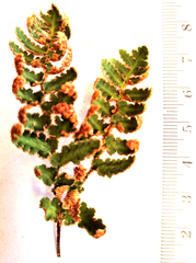 Cheilanthes induta