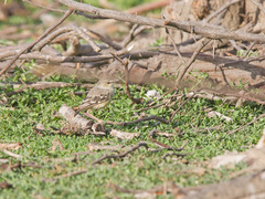 Muscigralla brevicauda