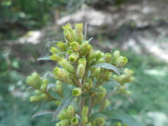 Solidago virgaurea virgaurea