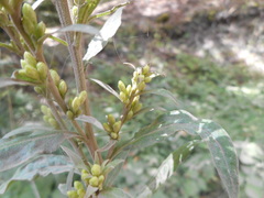 Solidago virgaurea virgaurea