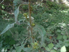 Solidago virgaurea virgaurea