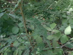 Solidago virgaurea virgaurea