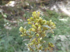 Solidago virgaurea virgaurea