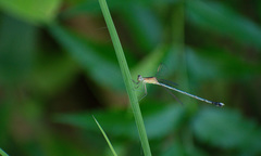 Lestes viridulus