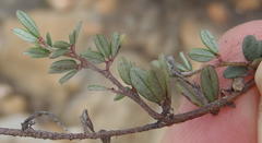 Indigofera sp19a