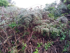 Pteridium esculentum esculentum