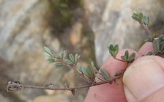 Indigofera sp19a