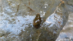 Semisulcospira