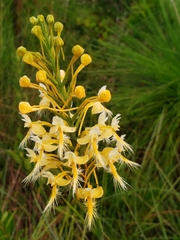 Platanthera × bicolor