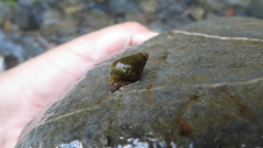Semisulcospira