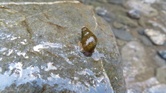 Semisulcospira