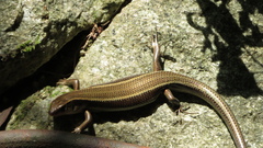 Plestiodon japonicus