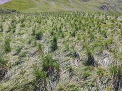 Festuca paniculata