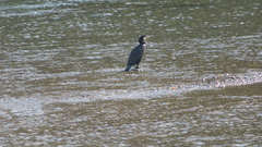 Phalacrocorax carbo
