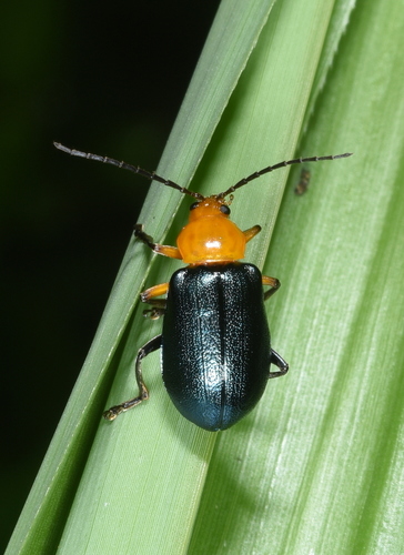 Cneorane rugulipennis · iNaturalist
