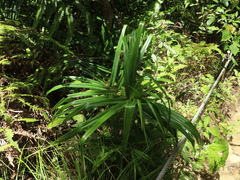Freycinetia formosana