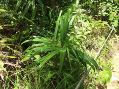 Freycinetia formosana