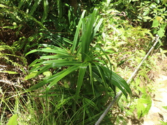Freycinetia formosana