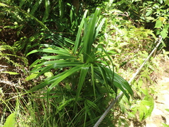 Freycinetia formosana
