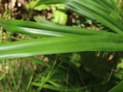 Freycinetia formosana