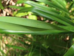 Freycinetia formosana