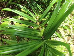 Freycinetia formosana