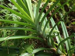 Freycinetia formosana