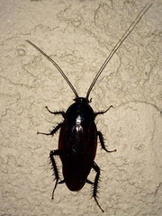 Blattinae