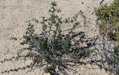 Asparagus capensis capensis