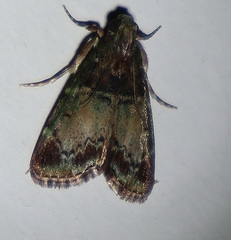 Orthaga thyrisalis