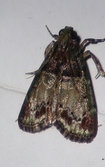 Orthaga thyrisalis