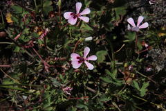 Pelargonium patulum patulum