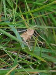 Acleris comariana
