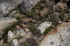 Pelargonium patulum patulum