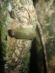 Athoracophorus papillatus