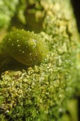 Athoracophorus papillatus