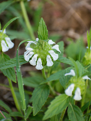 Varronia bullata