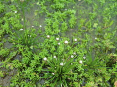 Eriocaulon cinereum