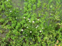 Eriocaulon cinereum